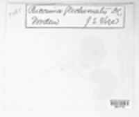 Puccinia glechomatis image